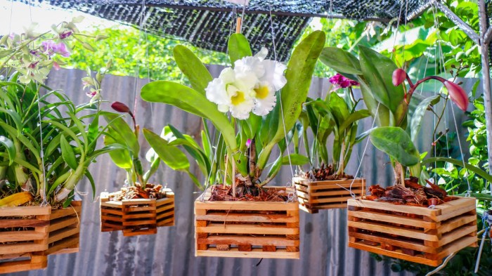 How to plant orchids in pots