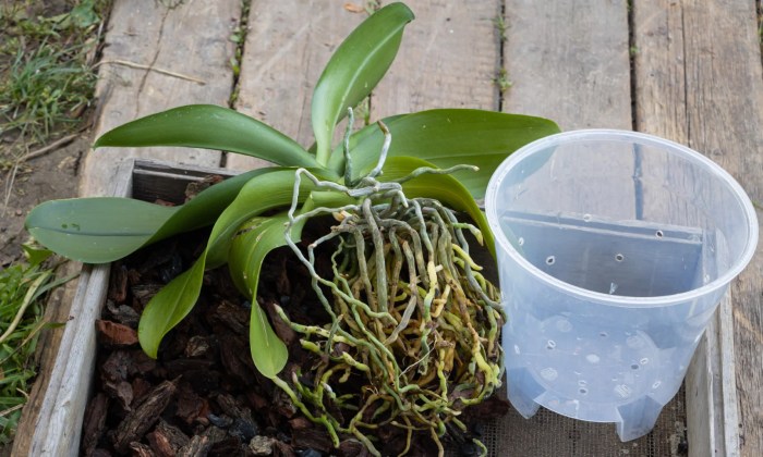 How to repot an orchid plant