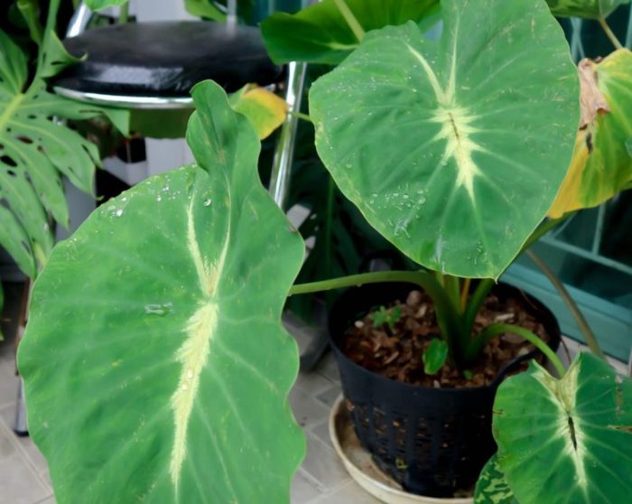 Colocasia indoor plant