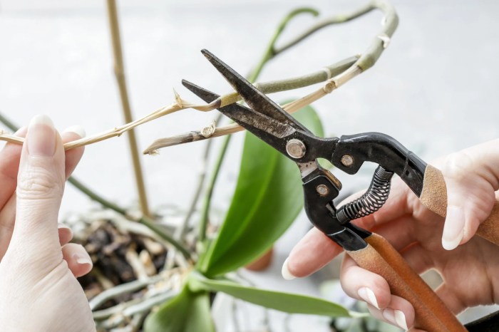 How to prune an orchid plant