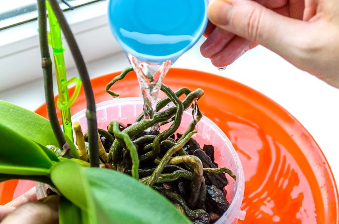 How to water orchid plants