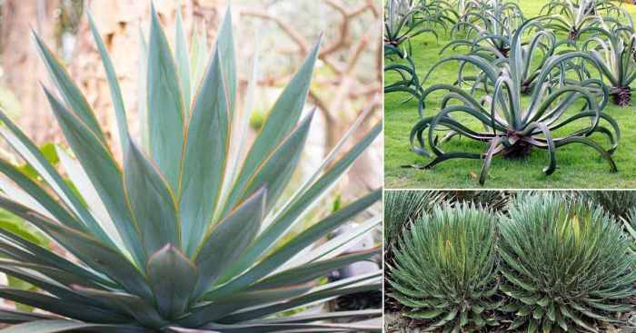 Types of agave plants