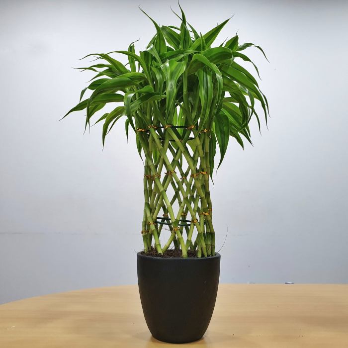 Indoor bamboo plant