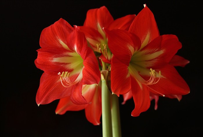 How to grow an amaryllis plant