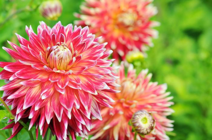 Dahlia plant care