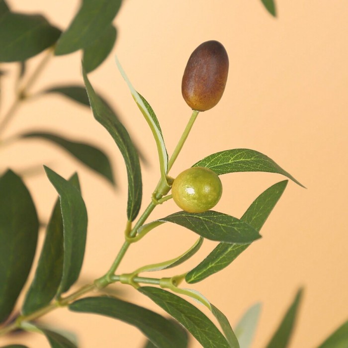 Olive tree indoor plant