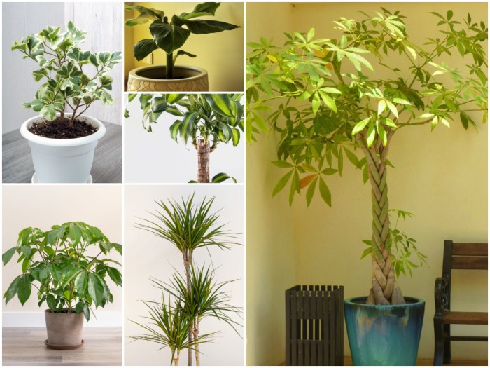 Indoor tree plants