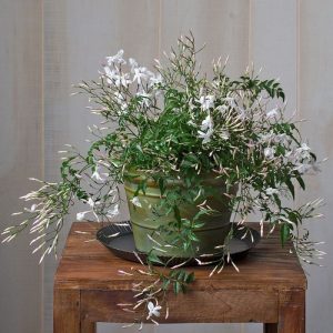 Jasmine plant indoor