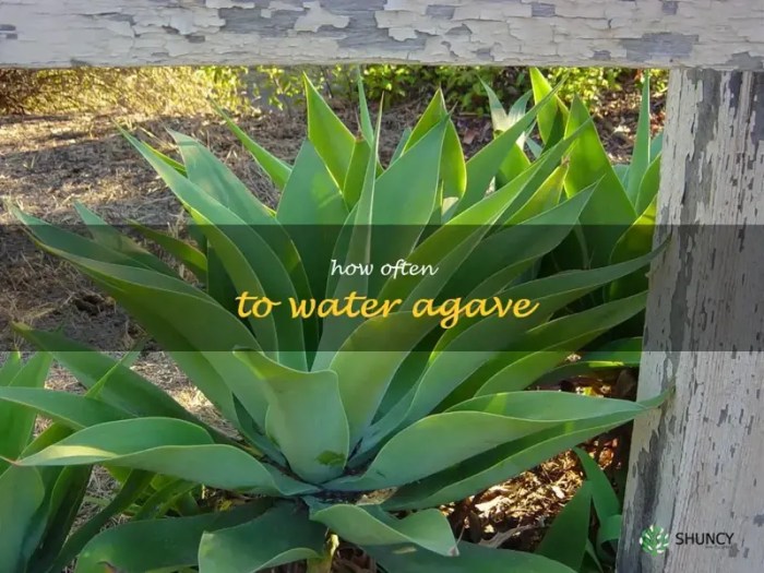 Agave plant watering