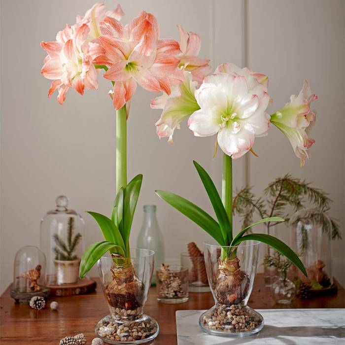 Where to plant amaryllis