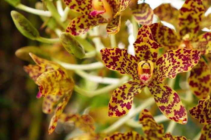 Types of orchid plants