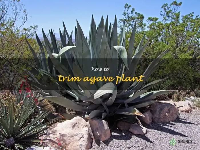 How to trim an agave plant