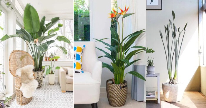 Bird of paradise plant indoor