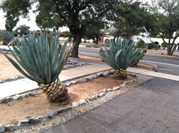 Pruning agave plant davesgarden americana large garden revisited toxic considerations painful saved cactus them look make