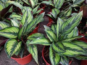 Calathea prayer plant care