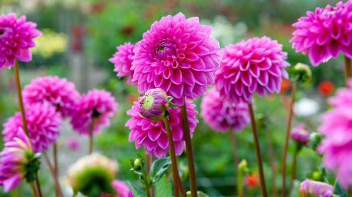 Dahlias care plant grow guide