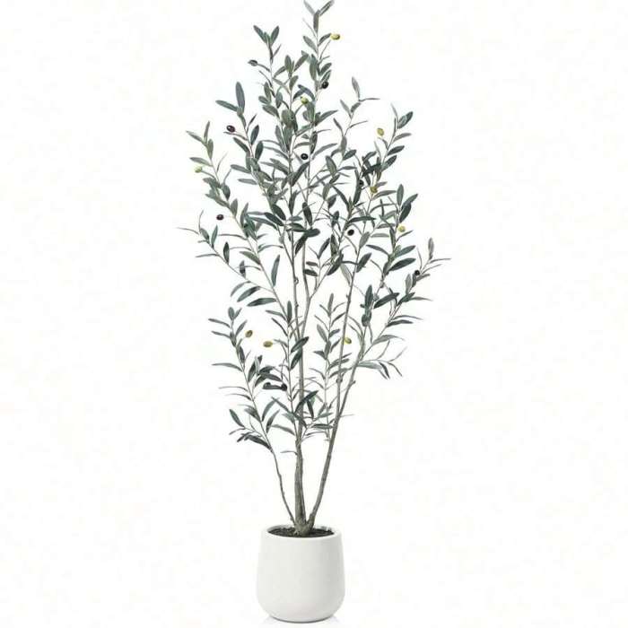 Olive tree indoor plant