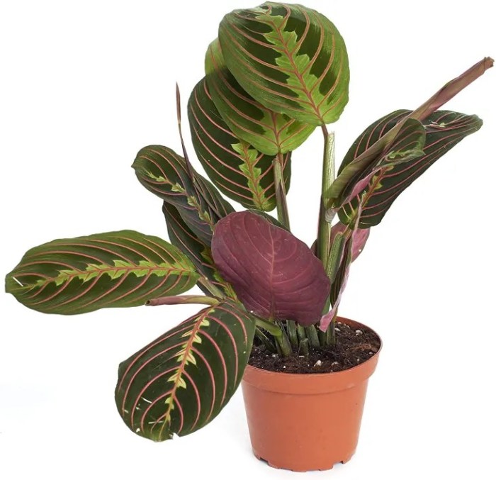 Calathea prayer plant care