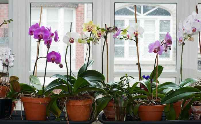 Orchids pots transplanting repot blooming repotting