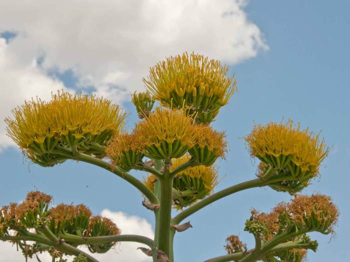 Agave plant blooming