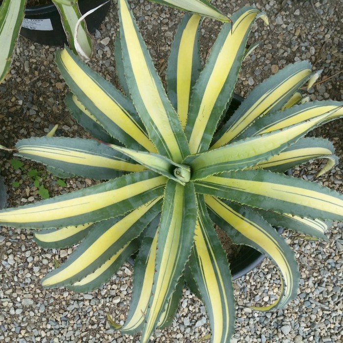 Variegated agave plant