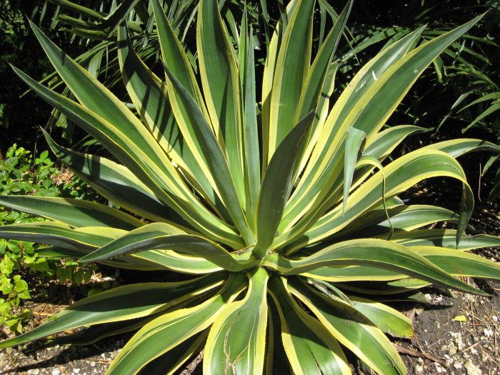 Variegated agave plant