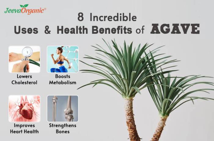 Agave plant health benefits