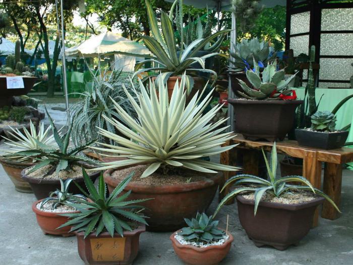 Agave plants succulents suculentas garten vasos plant surrounded echeveria dirt within sukkulenten pflege cactus succulente cabuya sukkulentengarten maguey pita fique