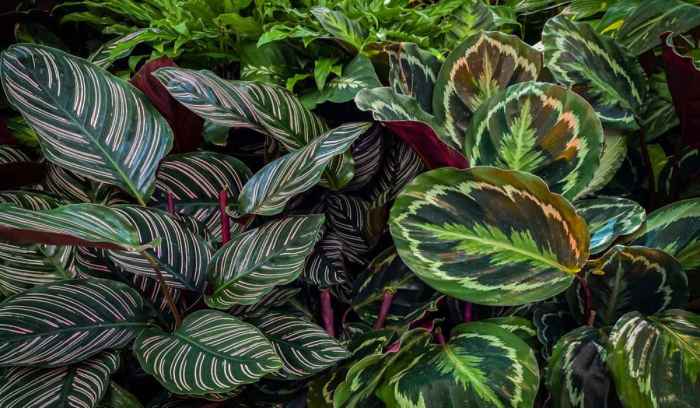 Calathea plant types