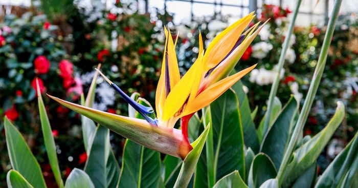 Bird of paradise plant indoor
