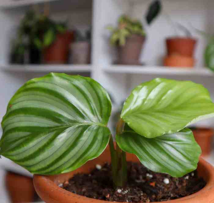 Calathea plant benefits