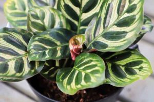 Calathea peacock plant care