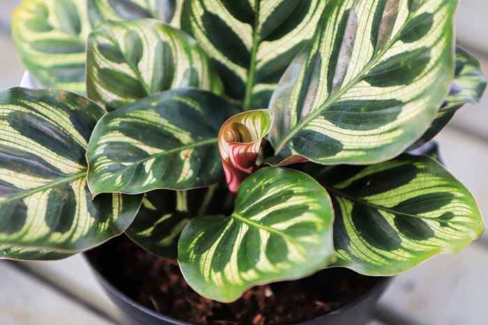 Calathea peacock plant care