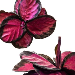 Purple calathea plant care