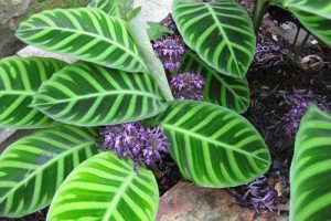 Calathea zebrina plant care