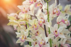 Types of orchid plants