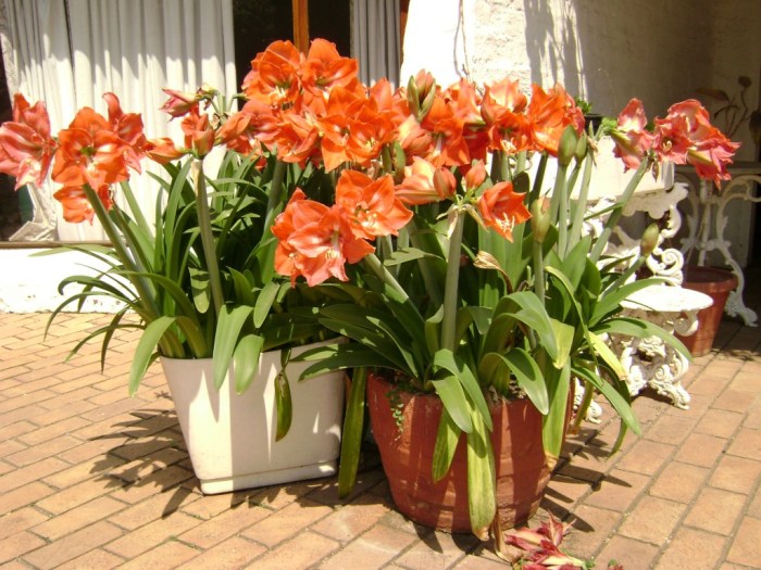 How to care for an amaryllis plant
