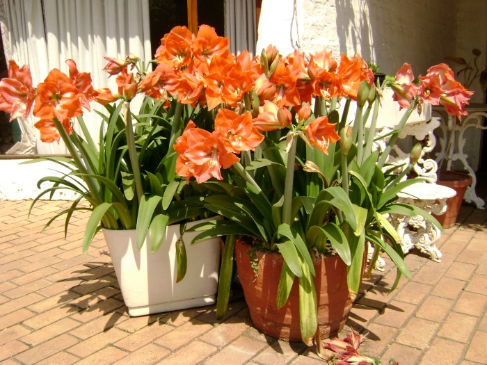 How to care for amaryllis plants indoors