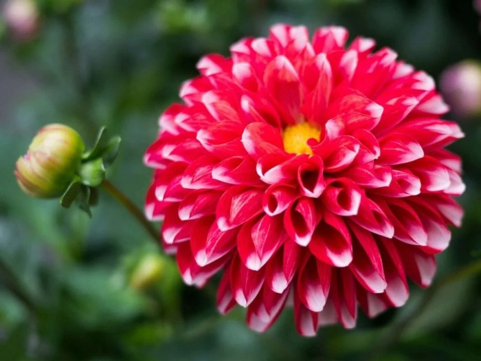 Dahlia plant meaning