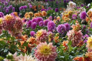 Dahlia plant care