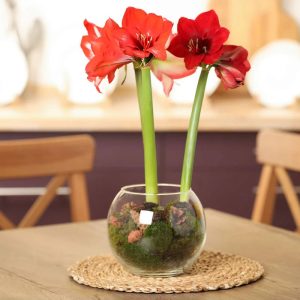 Amaryllis care indoor plant