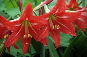 Amaryllis plant care