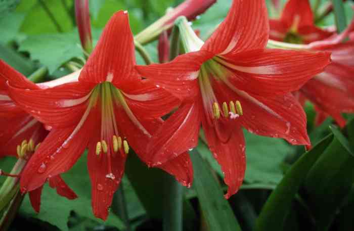 Amaryllis plant care