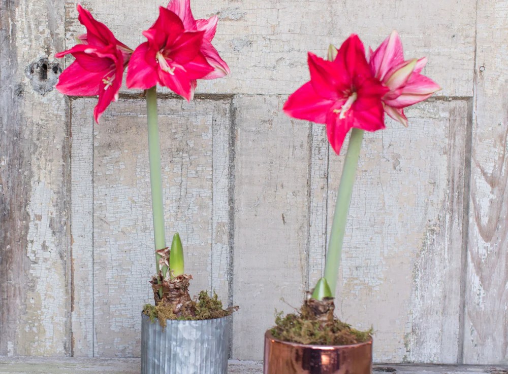 Amaryllis plant indoors