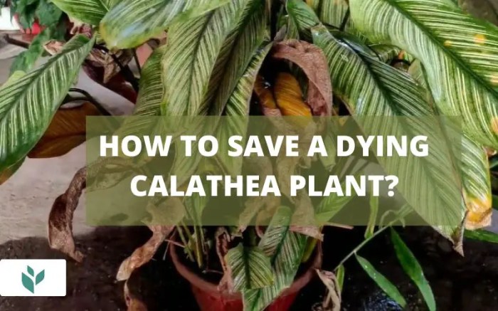 How to save a dying calathea plant