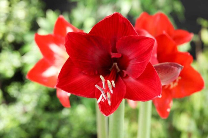 Care of amaryllis plant after blooming