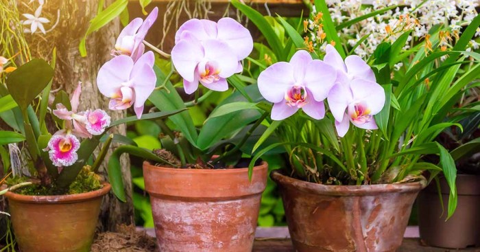 How to plant orchid plant