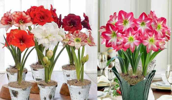 How to grow an amaryllis plant