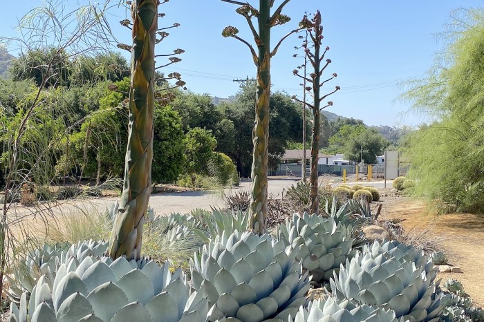 Agave americana agaves impressed