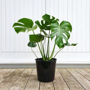 Monstera indoor plant